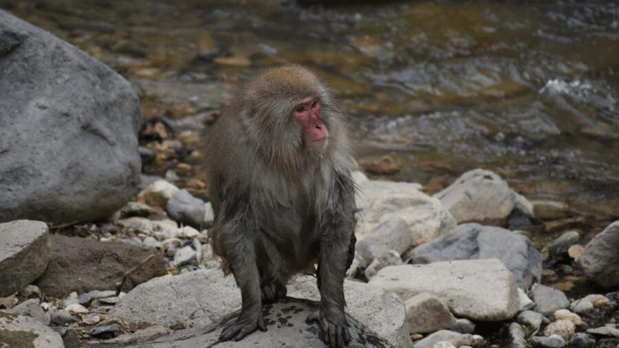 From Tokyo: Private Tour Snow Monkey Park & Zenko-ji Temple - Matsushiro Castle Ruins and a glimpse of samurai Nagano