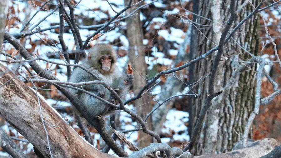 From Tokyo: Private Tour Snow Monkey Park & Zenko-ji Temple - Obuse, art, food, and a softer finish