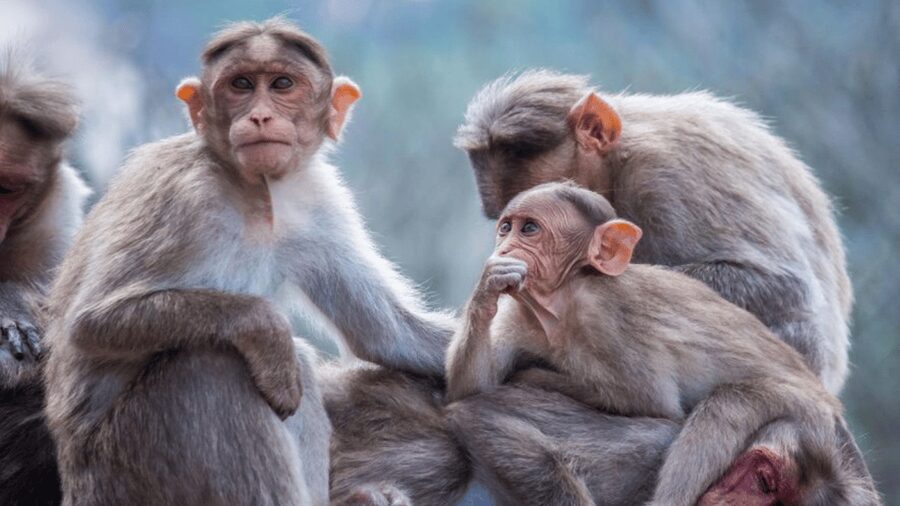 From Tokyo: Private Tour Snow Monkey Park & Zenko-ji Temple - The tradeoff: comfort cannot shorten the road