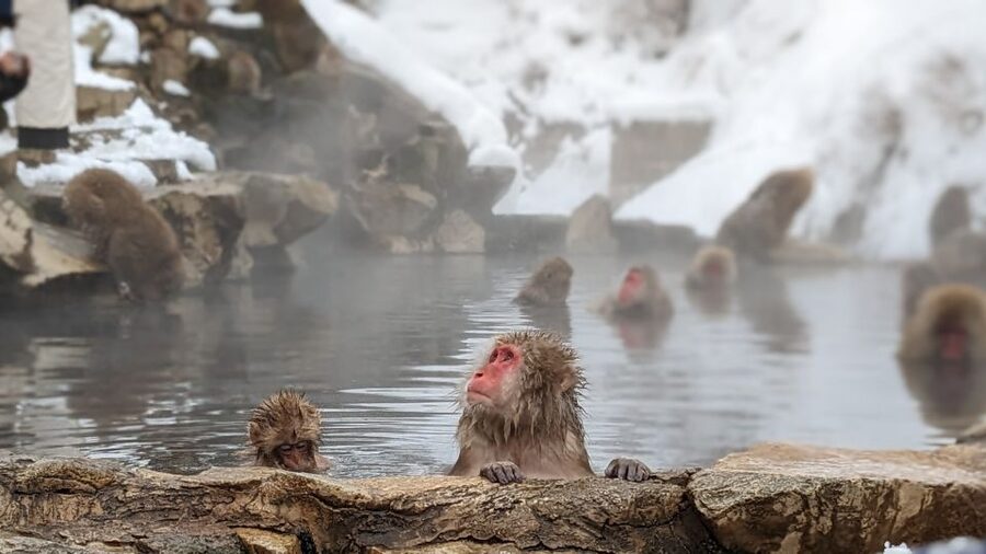 From Tokyo: Snow Monkey 1 Day Tour with Beef Sukiyaki Lunch - Key points to know before you book