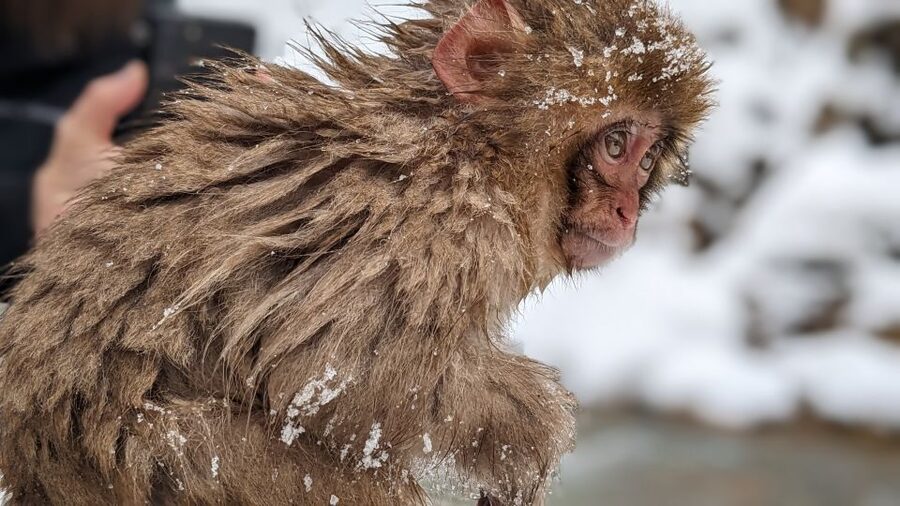 From Tokyo: Snow Monkey 1 Day Tour with Beef Sukiyaki Lunch - How to prepare for a smoother day