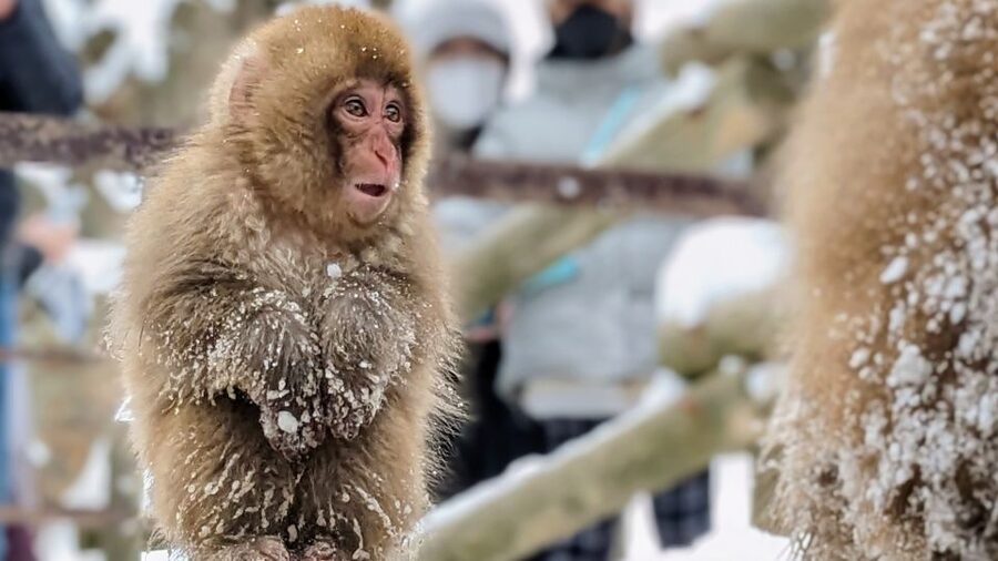 From Tokyo: Snow Monkey 1 Day Tour with Beef Sukiyaki Lunch - Why the snow monkeys are worth a long day from Tokyo