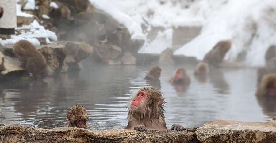 From Tokyo: Snow Monkey 1 Day Tour with Beef Sukiyaki Lunch - The coach ride to Nagano is the main compromise