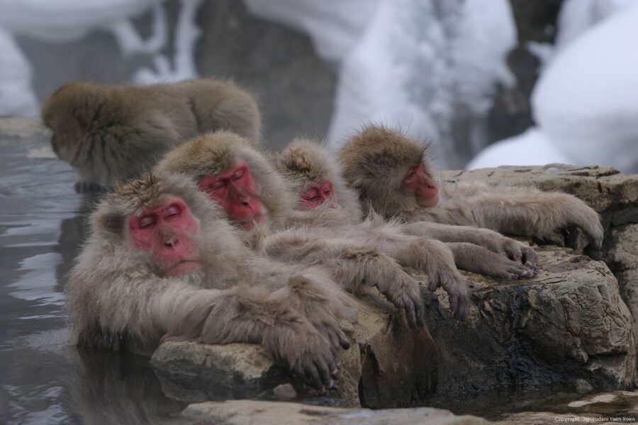 From Tokyo: Snow Monkey 1 Day Tour with Beef Sukiyaki Lunch - The forest walk is part of the experience