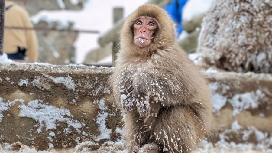 From Tokyo: Snow Monkey 1 Day Tour with Beef Sukiyaki Lunch - What $151 buys you