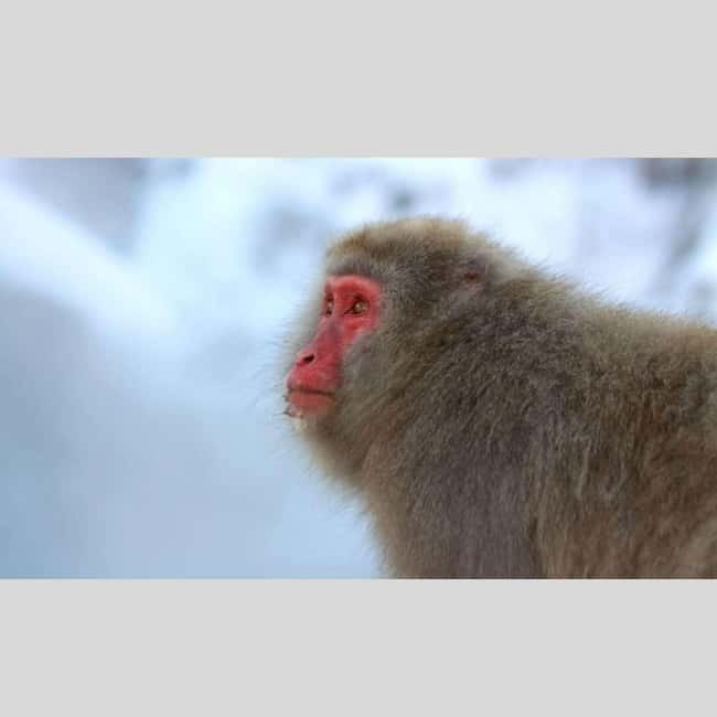 From Tokyo: Snow Monkey Park and Miso Production Day Tour - Key points to know before booking