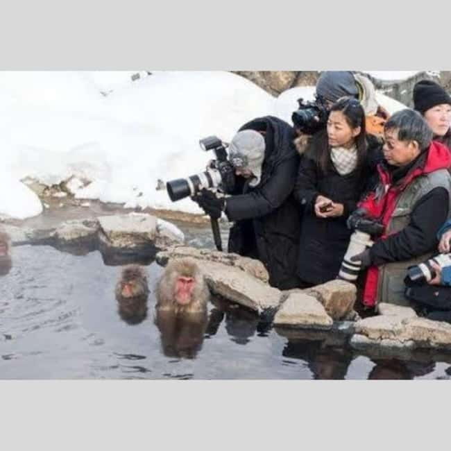 From Tokyo: Snow Monkey Park and Miso Production Day Tour - Who will get the most from this tour