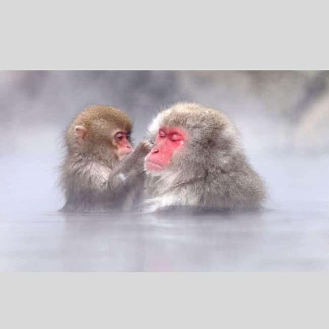 From Tokyo: Snow Monkey Park and Miso Production Day Tour - Zenko-ji Temple gives the day a spiritual center