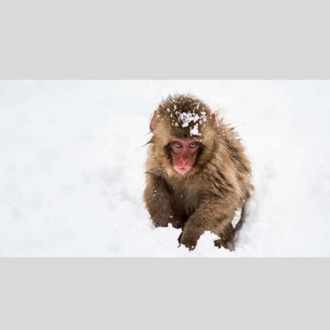 From Tokyo: Snow Monkey Park and Miso Production Day Tour - Obuse and the taste of Nagano