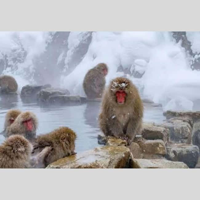 From Tokyo: Snow Monkey Park and Miso Production Day Tour - Shibu Onsen is the relaxing finish