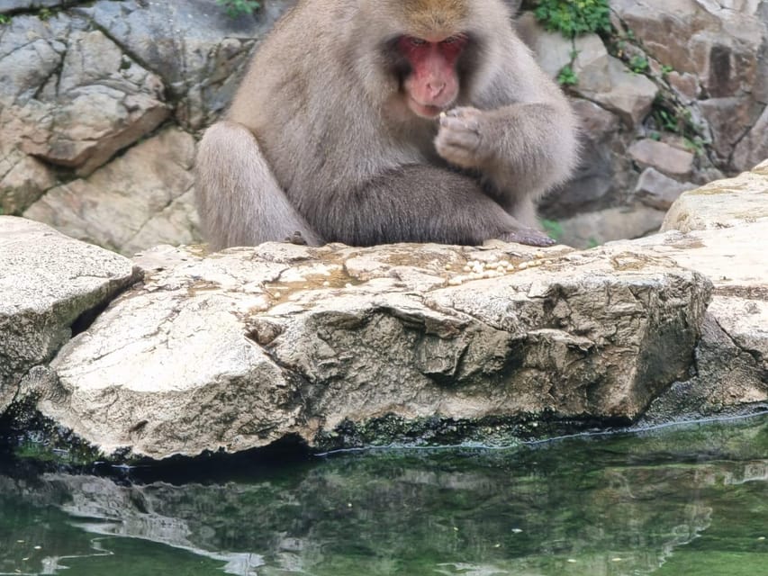 From Tokyo: Snow Monkey Private Customize Day Tour - Key points at a glance