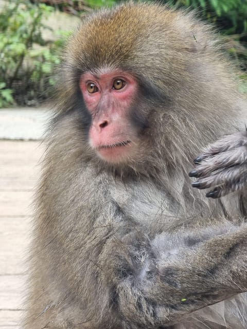 From Tokyo: Snow Monkey Private Customize Day Tour - How the flexible itinerary really works