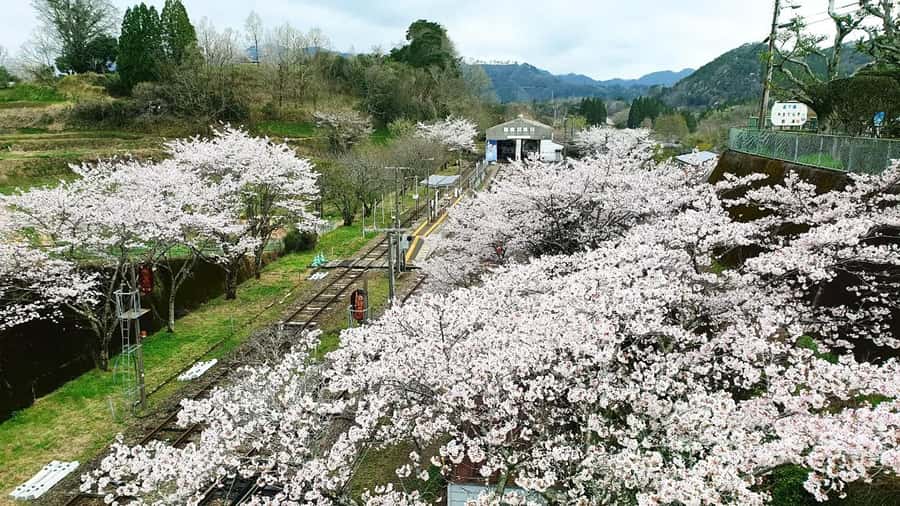 Fukuoka: Takachiho Gorge & Scenic Railway One Day Tour - Who should choose this day trip