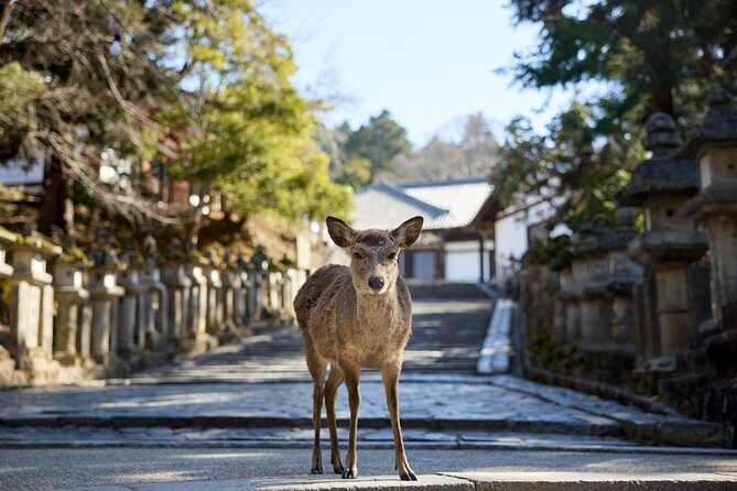 Full Day Guided Tour to Kyoto and Nara from Osaka by Van - Todai-ji and the Great Buddha Hall