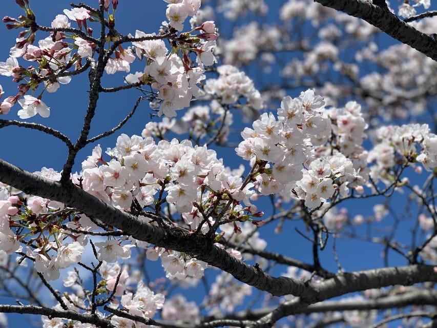Hiroshima History Tour : A-Bomb Dome, Peace Memorial & City - Who should book this Hiroshima experience?