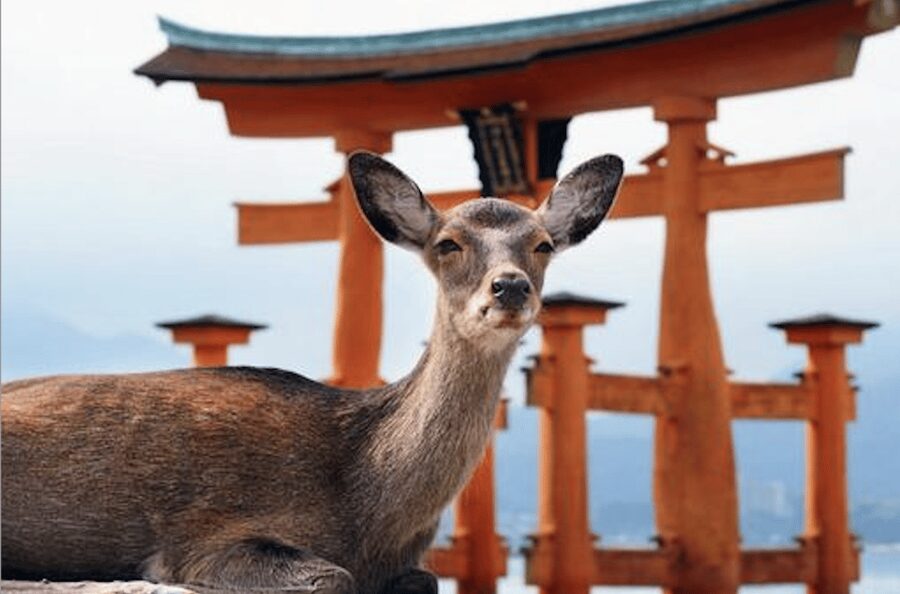 Hiroshima/Miyajima Private Custom Tour with Local Guide - Starting at Hiroshima Station