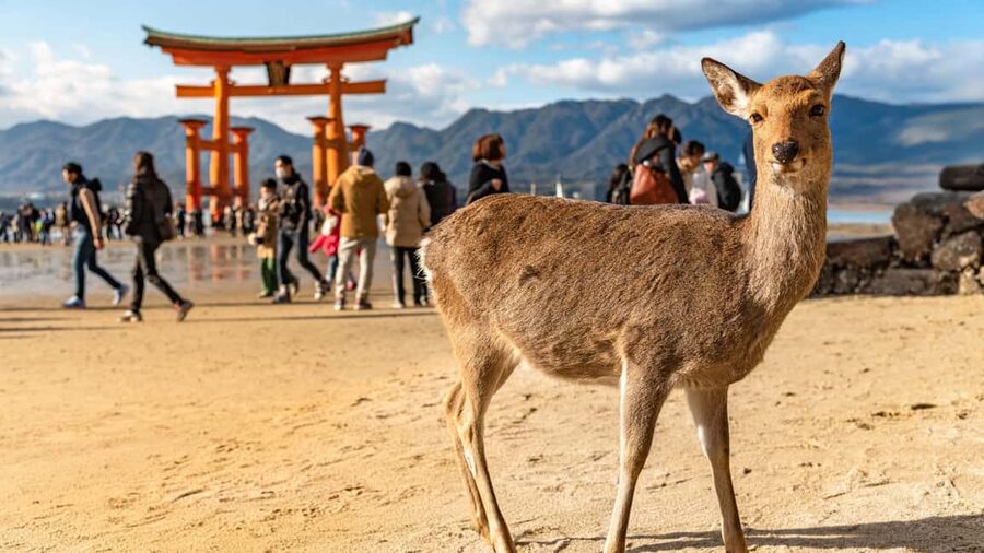 Hiroshima to Miyajima: Private Custom Tour with Ferry Ride - Crossing the Seto Inland Sea by ferry