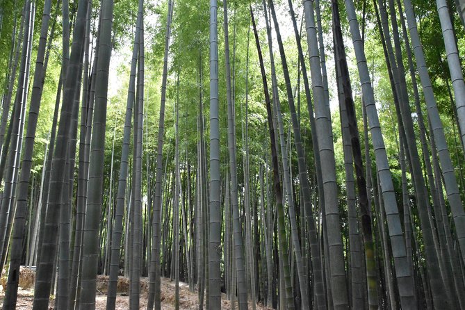 Inside of Fushimi Inari - exploring and lunch with locals - Starting Under the Great Torii