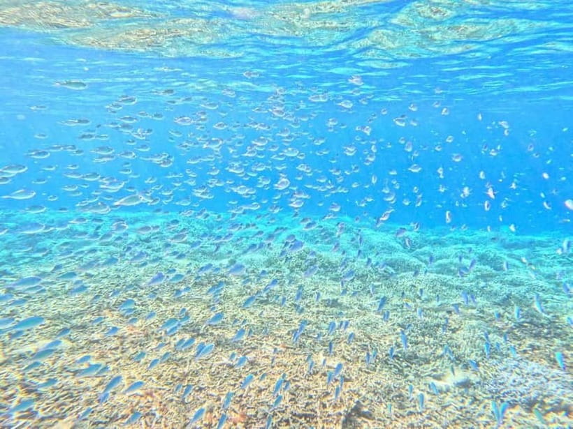 Iriomote: Boat Snorkeling Tour at Barasu Island - What the 90-minute snorkeling session feels like