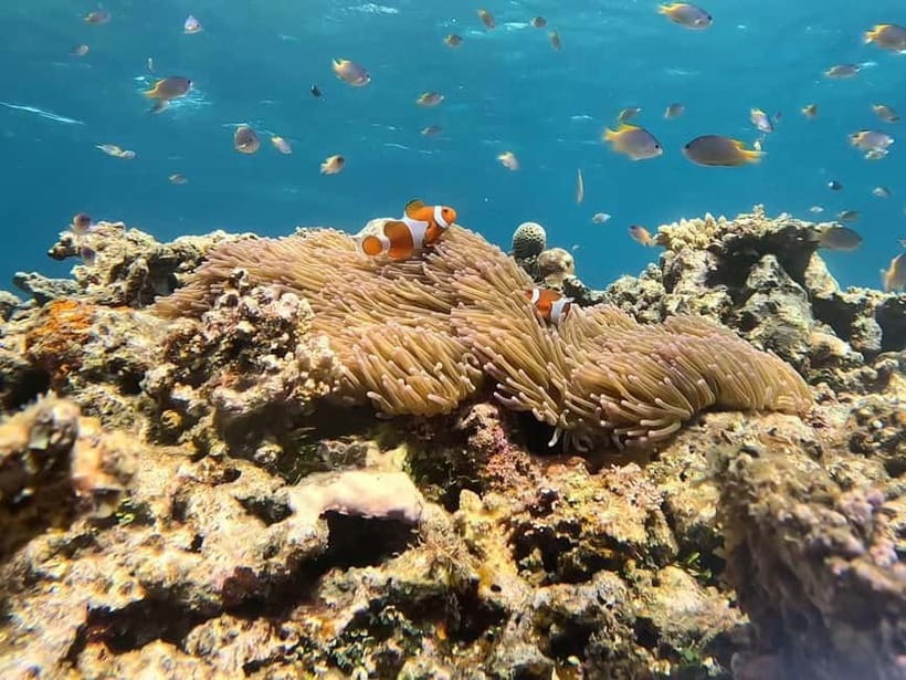Iriomote: Boat Snorkeling Tour at Barasu Island - How sustainable is the outing?