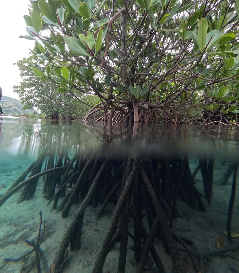 Iriomote island: Mangrove River SUP or Canoe Cruising Tour - Canoe, SUP, or something longer?