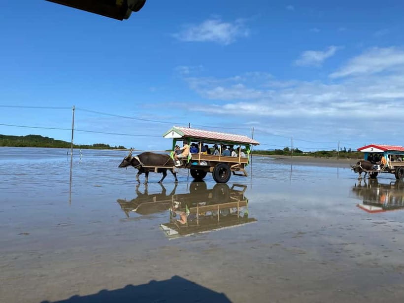 Iriomote: Mangrove SUP or Canoe and Yubujima sightseeing - Paddling beneath Iriomote’s mangrove canopy