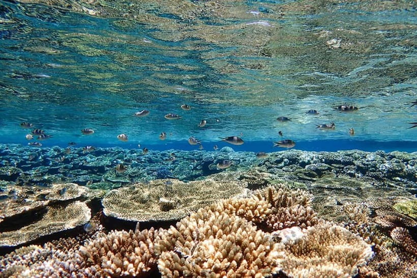Ishigaki Island: Blue Cave Exploration & Snorkeling Tour - Who will enjoy this Ishigaki snorkeling tour?