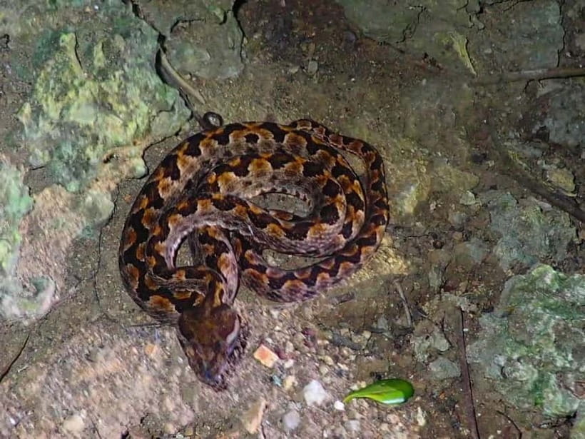 Ishigaki: Jungle Walk and Stargazing Night Tour - Key points to know before you go