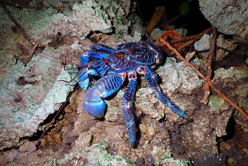 Ishigaki: Jungle Walk and Stargazing Night Tour - The short transfer west of Ishigaki
