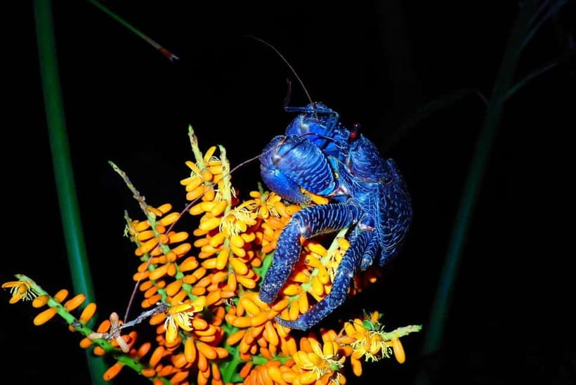 Ishigaki: Jungle Walk and Stargazing Night Tour - One hour with the night creatures