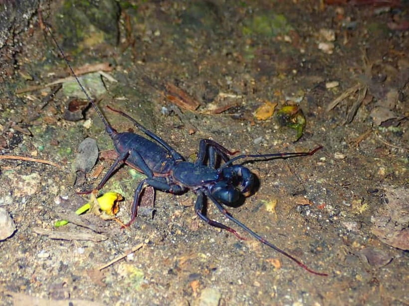 Ishigaki: Jungle Walk and Stargazing Night Tour - Ishigaki’s second act, the night sky