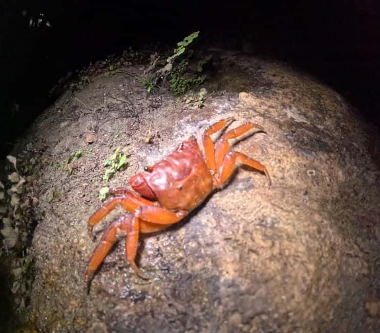 Ishigaki: Jungle Walk and Stargazing Night Tour - Rain, group size, and the limits of the outing