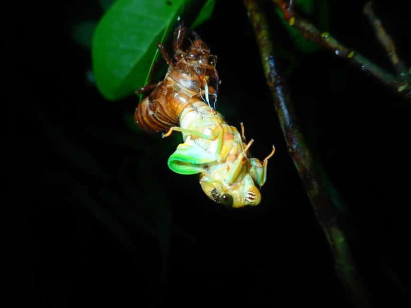Ishigaki: Jungle Walk and Stargazing Night Tour - Who should book this Ishigaki night walk?