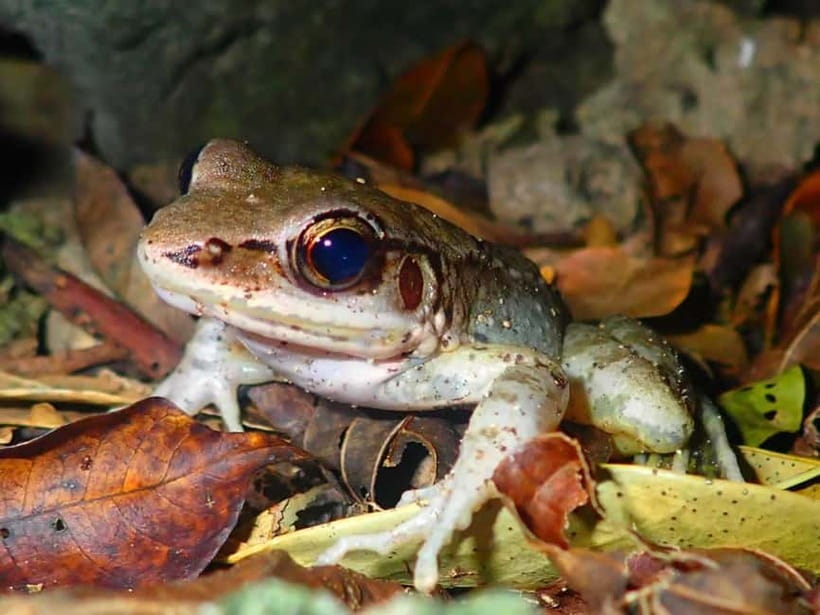 Ishigaki: Jungle Walk and Stargazing Night Tour - Meeting at Euglena Ishigaki Ferry Terminal