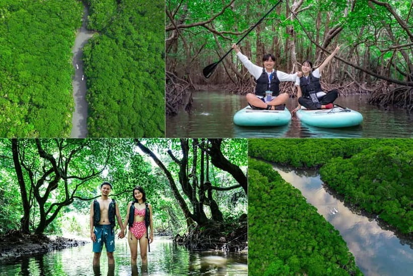 Ishigaki:Mangrove&Sea SUP/Kayak Tour with SLR&Drone footage - First 90 minutes in the Fukidogawa Mangrove Community