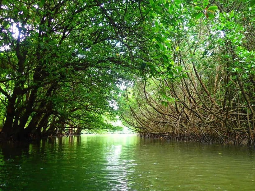 Ishigaki: Mangrove SUP or Canoe & Phantom Island Snorkeling - Key points before you book
