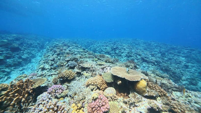 Kerama Half-Day Snorkeling Tour - What the half-day itinerary feels like