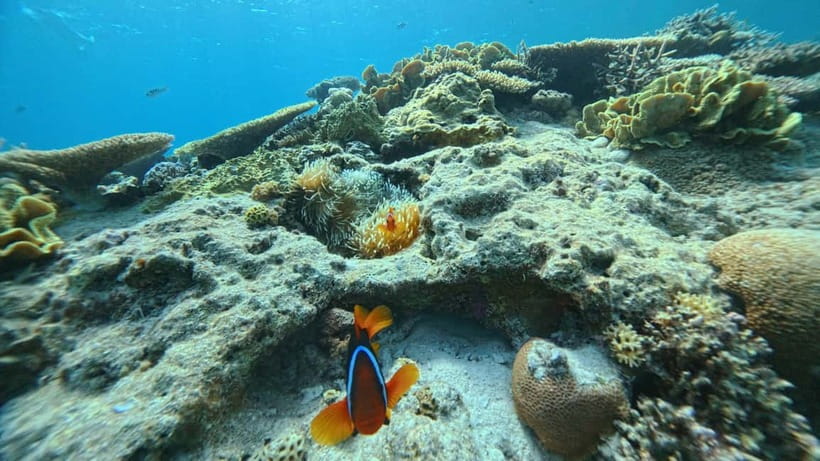 Kerama Half-Day Snorkeling Tour - Should you book the Kerama snorkeling tour?