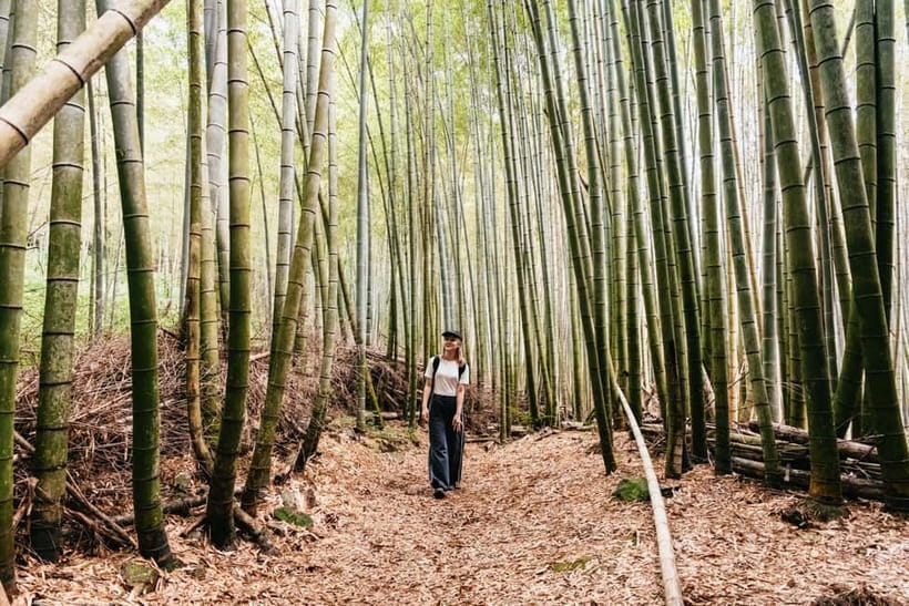 Kyoto: 3-Hour Fushimi Inari Shrine Hidden Hiking Tour - The first bamboo grove and the quiet trail