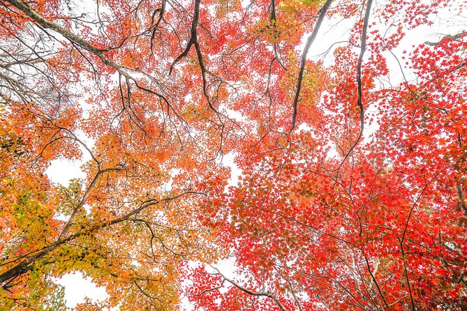 Kyoto Arashiyama Bamboo forest & Garden Half-Day Walking Tour - Walking through Arashiyama Bamboo Forest