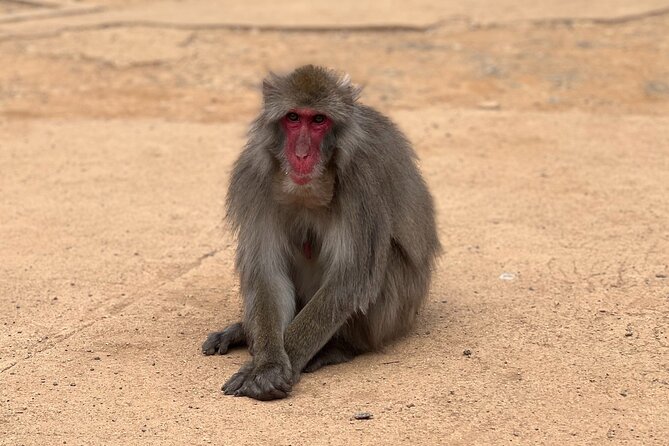 Kyoto: Arashiyama Bamboo Forest, Monkeys, Matcha & Temple Tour - Togetsu-kyo Bridge and the Katsura River view