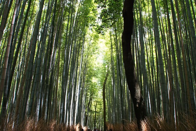 Kyoto: Arashiyama Bamboo Forest, Monkeys, Matcha & Temple Tour - What the guide adds to the route