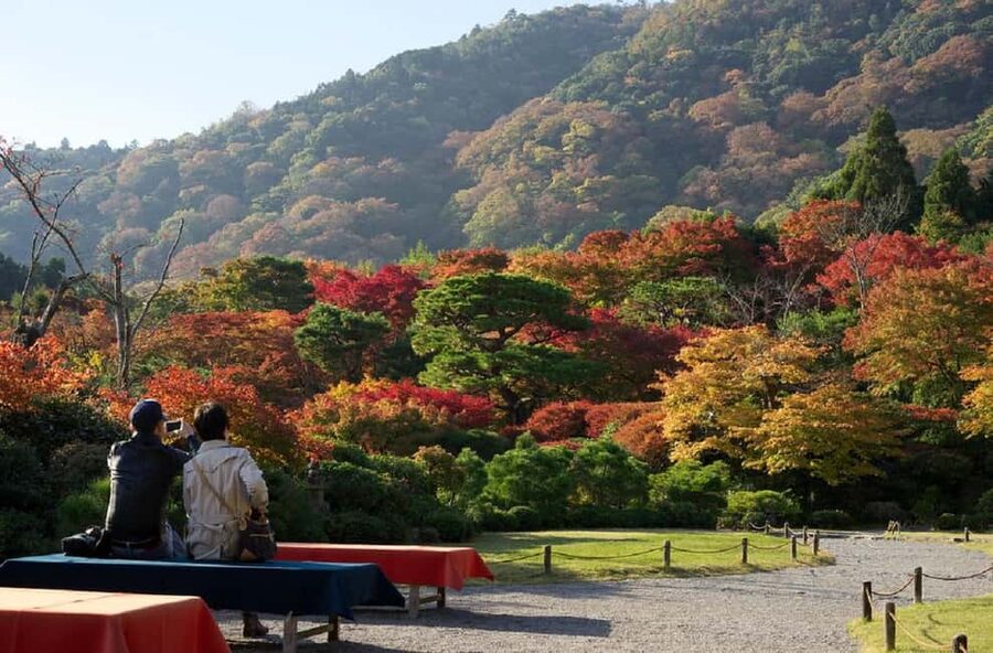 Kyoto: Arashiyama Bamboo, Togetsukyo bridge, Sanso, and more - Walking through Sagano Bamboo Forest