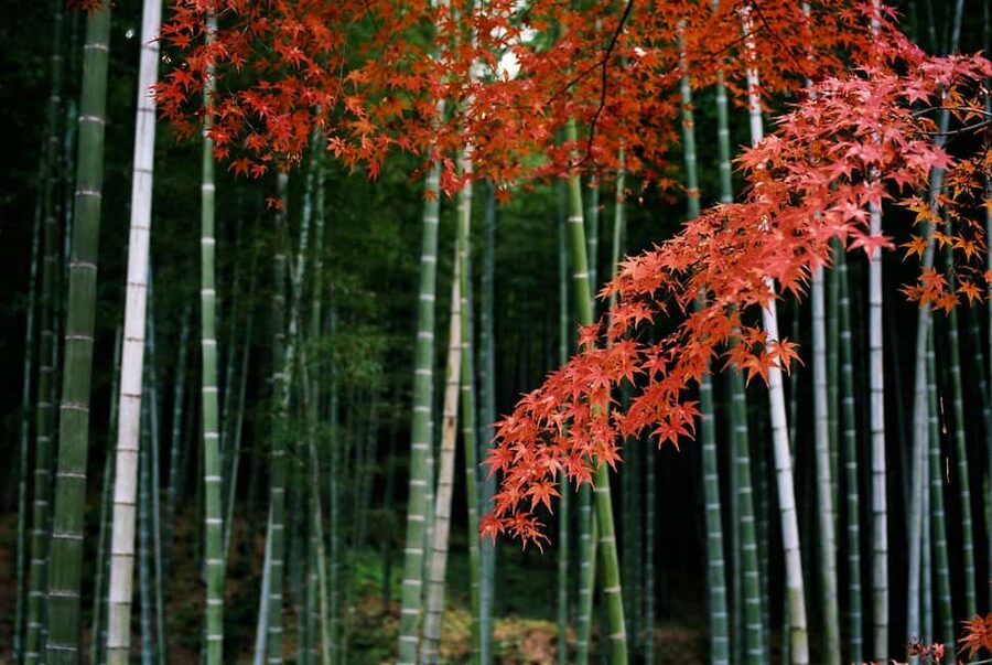 Kyoto: Arashiyama Bamboo, Togetsukyo bridge, Sanso, and more - Meeting at Randen Arashiyama Station