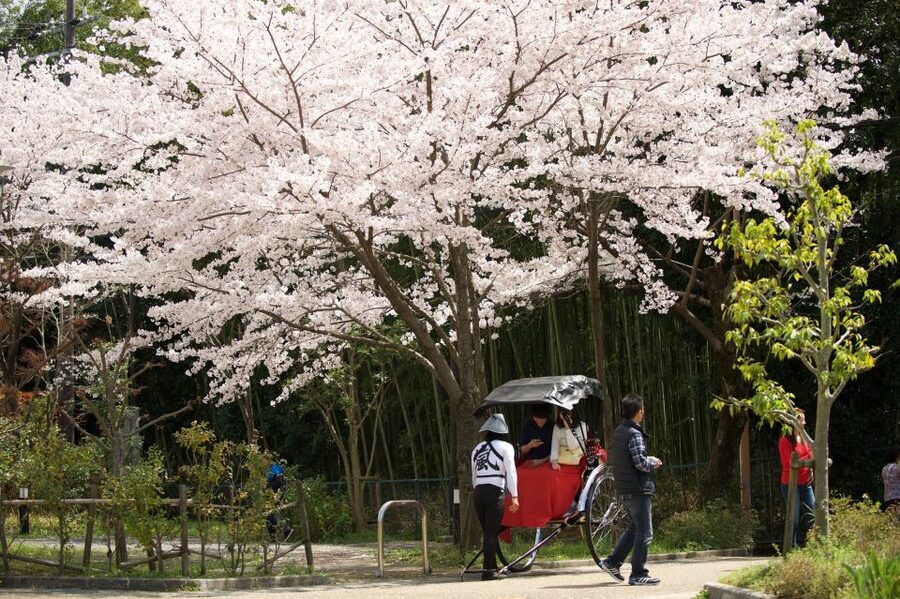 Kyoto: Arashiyama Customized Rickshaw Tour & Bamboo Forest - Longer routes to Rakushisya and Nison-in