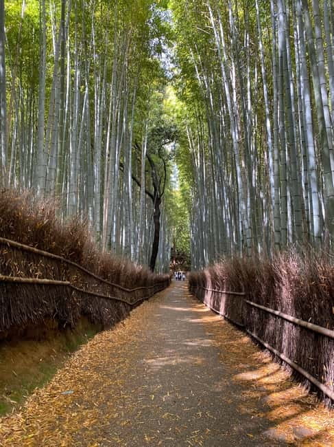 Kyoto: Arashiyama Guided Tour, Bamboo, Monkey, Zen Temple - Timing, weather, and what to bring