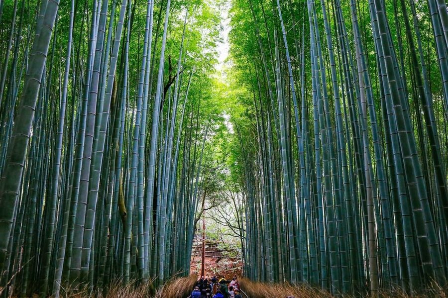 Kyoto: Arashiyama Tour with optional Sagano Romantic Train - Why this Arashiyama route works well