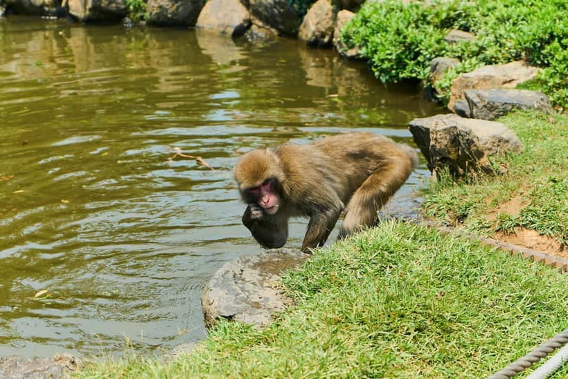 Kyoto: Arashiyama UNESCO Walking Tour with Admission - Nonomiya Shrine and prayers for love