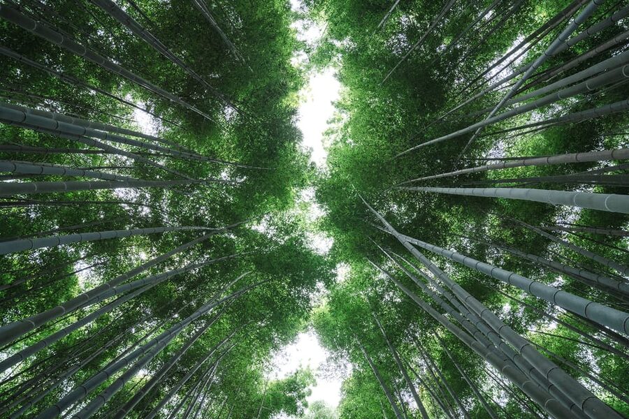 Kyoto: Arashiyama Walking Tour with Local Guide - Hogon-in Temple and its Zen garden