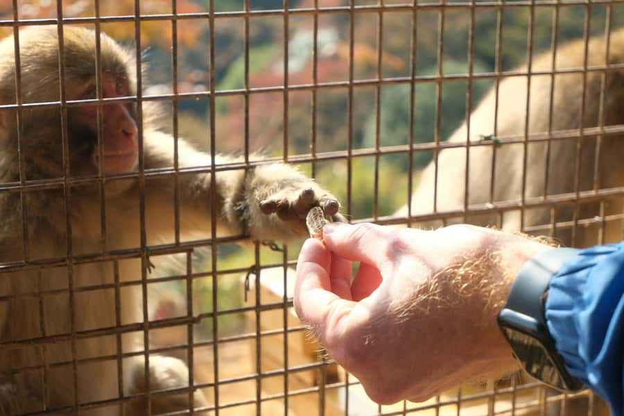 Kyoto: Fushimi, Arashiyama - Bamboo, Monkey, Torii & Secrets - Climbing to Iwatayama Monkey Park